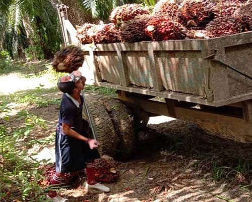 Palm Oil Plantation Sabah | Solar Power System Sabah | Interlocking Brick Sabah | Swiftlet Farming Sabah | Smart Home Installation Sabah