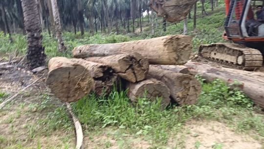 Palm Oil Plantation Sabah | Solar Power System Sabah | Interlocking Brick Sabah | Swiftlet Farming Sabah | Smart Home Installation Sabah